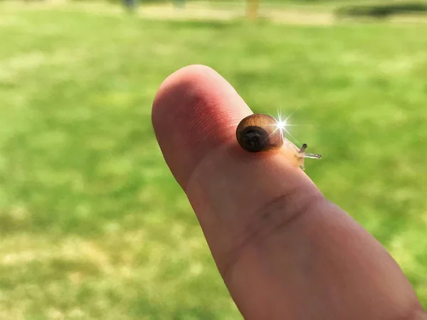 Liten Snigel Mänskligt Finger Närbild — Stockfoto