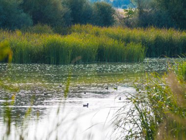 bir nehirde suda yüzme ördekler 