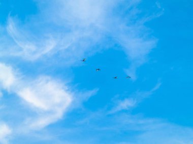 Kuşlar gökyüzünde uçuyor