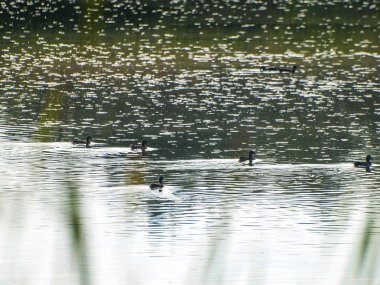 bir nehirde suda yüzme ördekler 