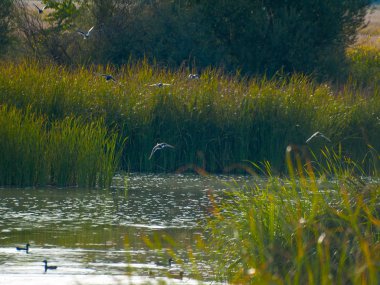 bir nehirde suda yüzme ördekler 