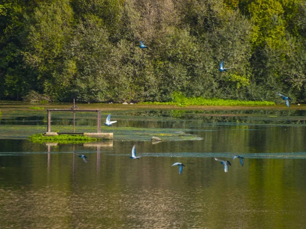 Enten Schwimmen Wasser Eines Flusses — Stockfoto