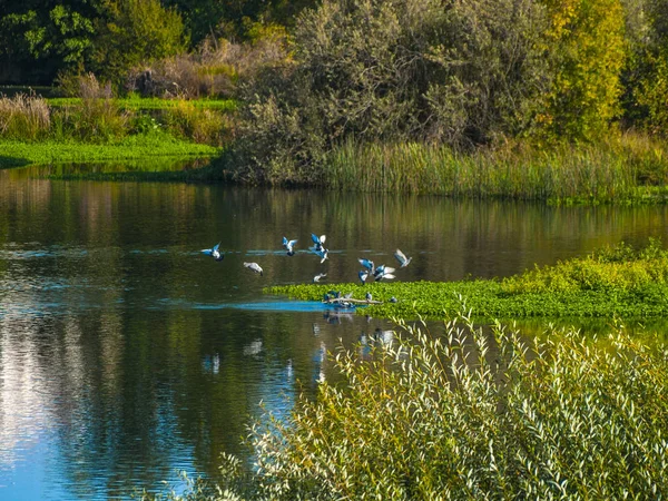 Enten Schwimmen Wasser Eines Flusses — Stockfoto
