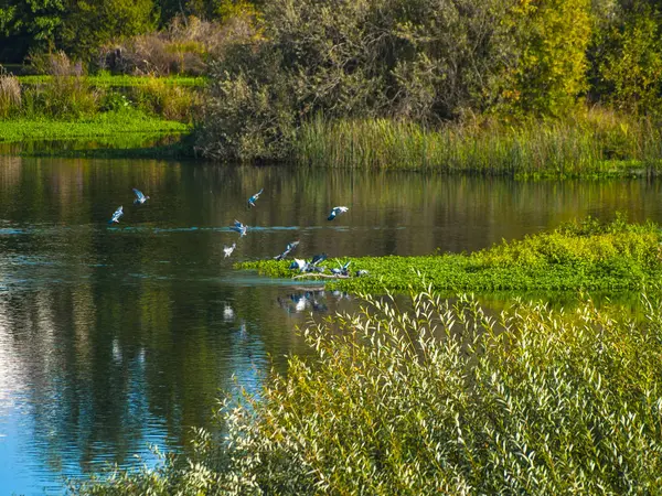 Ducks Swimming Water River — Stock Photo, Image