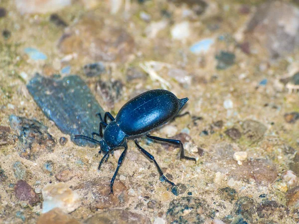 Big Black Bug Spain Close — Stock Photo, Image