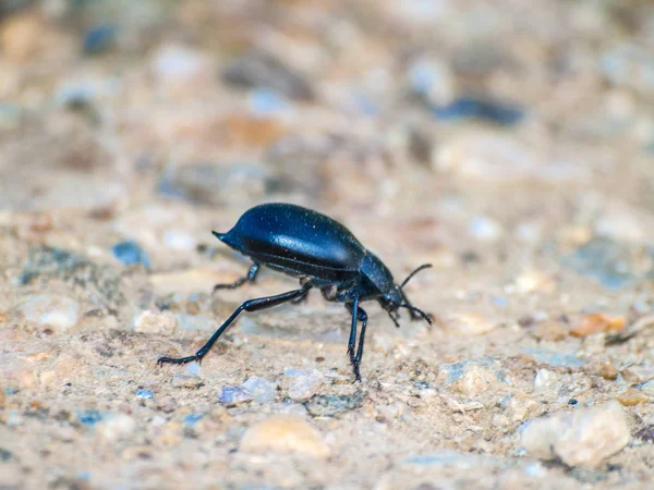 Μεγάλο Μαύρο Bug Στην Ισπανία Κοντινό — Φωτογραφία Αρχείου