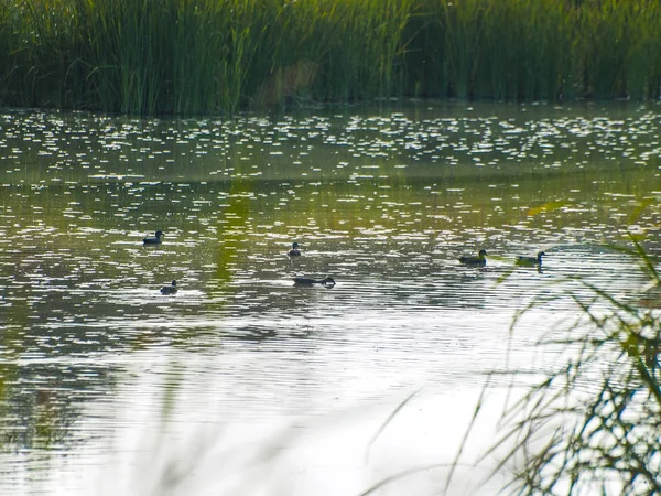 Bebek Berenang Air Sungai — Stok Foto