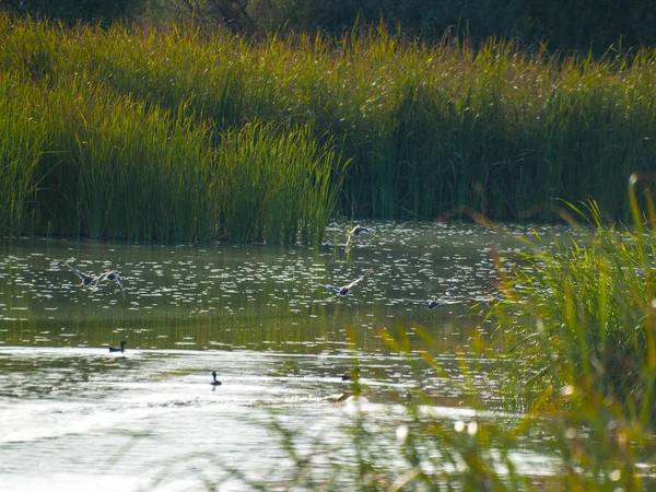 Eenden Zwemmen Het Water Een Rivier — Stockfoto