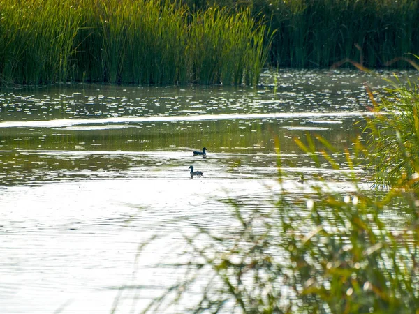 Eenden Zwemmen Het Water Een Rivier — Stockfoto