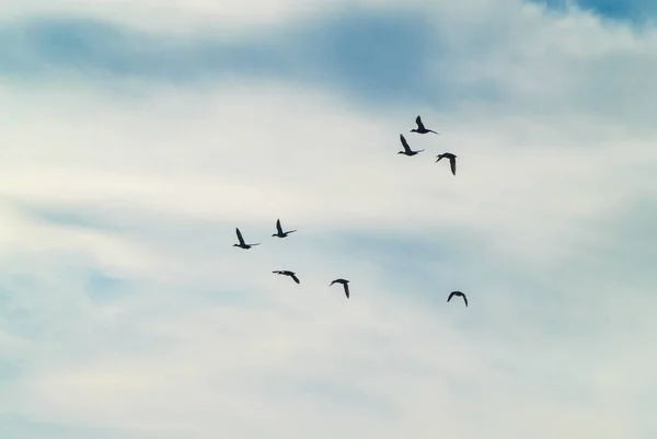 Vögel Fliegen Den Himmel — Stockfoto