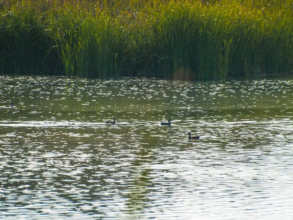 Enten Schwimmen Wasser Eines Flusses — Stockfoto