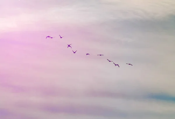 Aves Volando Cielo —  Fotos de Stock