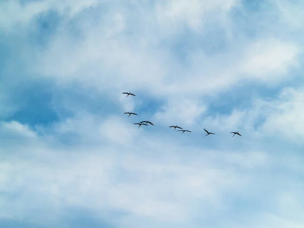 Pássaros Voando Céu — Fotografia de Stock