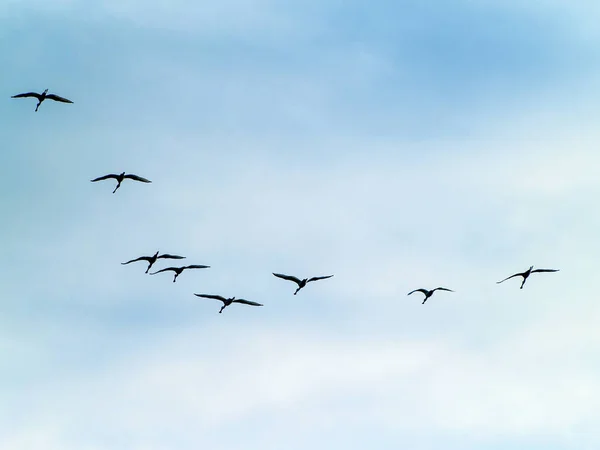 Pássaros Voando Céu — Fotografia de Stock