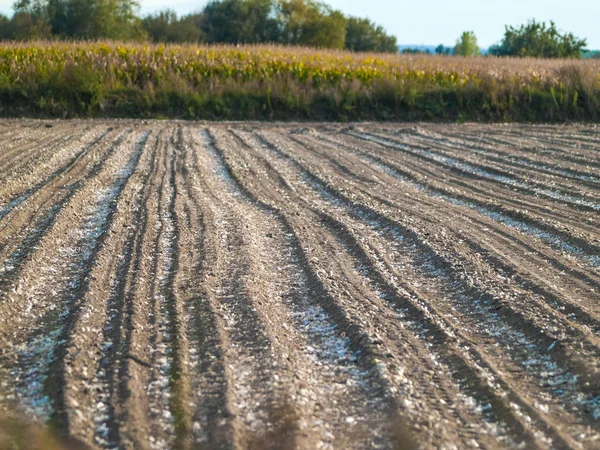 Landwirtschaft Feld Alba Tormes Salamanca Spanien — Stockfoto