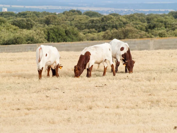 Vacas Que Pastam Campo — Fotografia de Stock