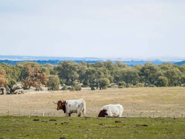 Vacas Pastando Campo — Foto de Stock