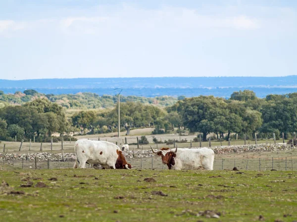 Mucche Pascolo Campagna — Foto Stock