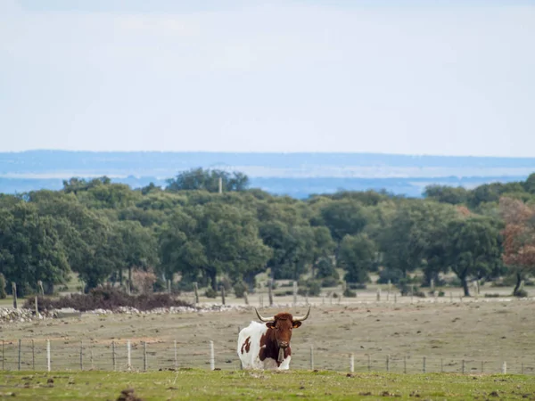 Vaca Campo España — Foto de Stock