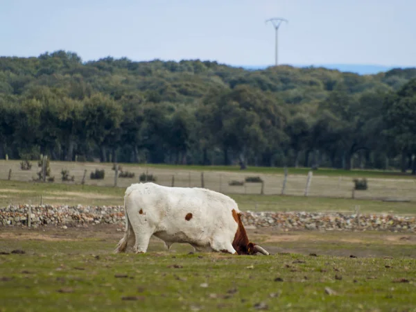 Vaca Pastando Campo — Foto de Stock