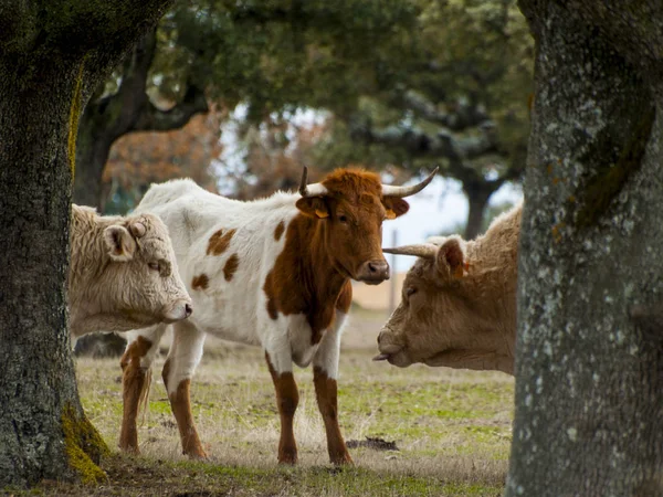 Kühe Grasen Auf Dem Land — Stockfoto