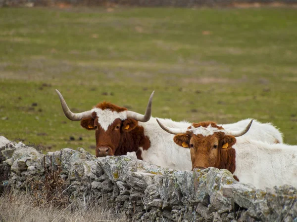 Nek Kırsal Üzerinde Otlatma — Stok fotoğraf