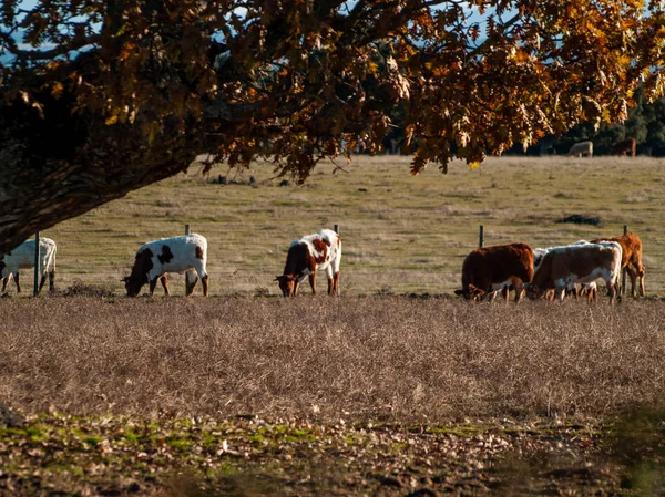 Коровы Пасутся Природе — стоковое фото
