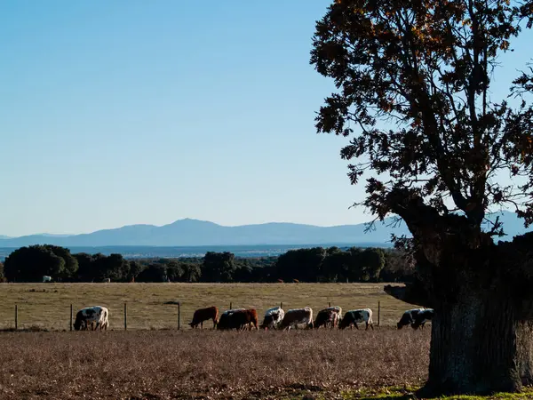 Mucche Pascolo Campagna — Foto Stock