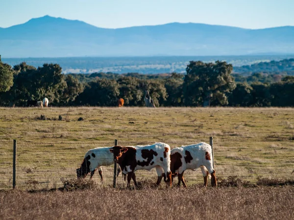 Vacas Pastando Campo —  Fotos de Stock