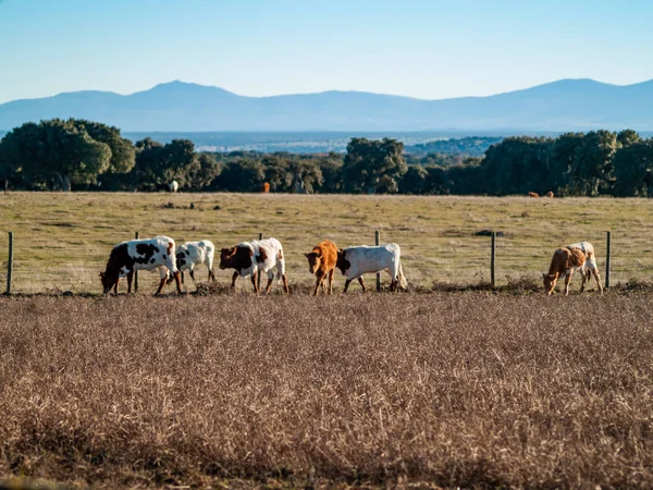 Mucche Pascolo Campagna — Foto Stock