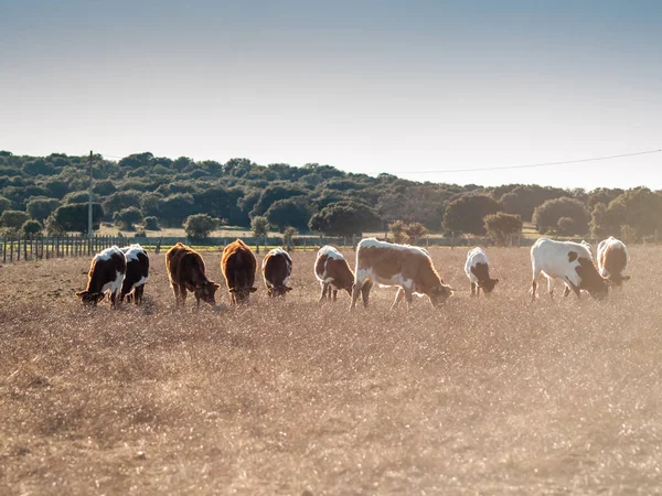 Cows Grazing Countryside — Stock Photo, Image