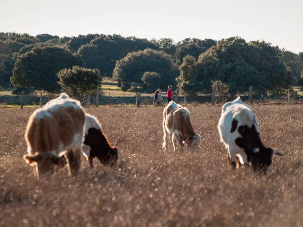 Vacas Pastando Campo —  Fotos de Stock