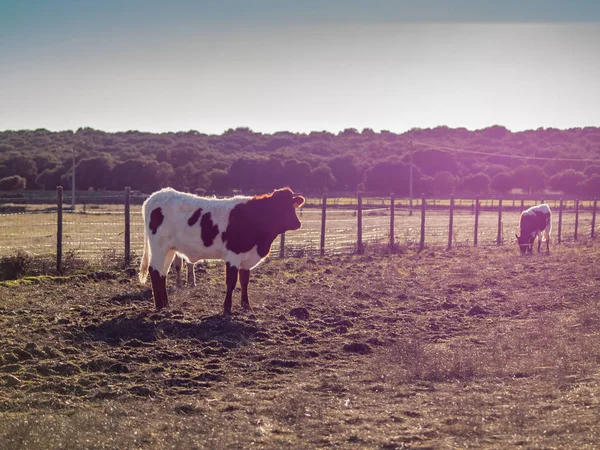 Vidék Legelő Tehenek — Stock Fotó