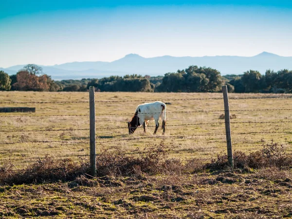 Vaca Pastando Campo — Foto de Stock