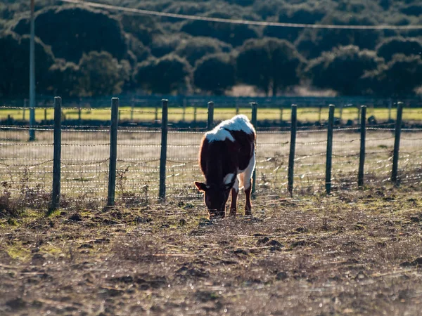Vaca Pastando Campo — Foto de Stock