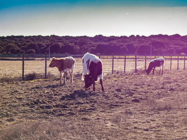 Vaches Pâturant Campagne — Photo