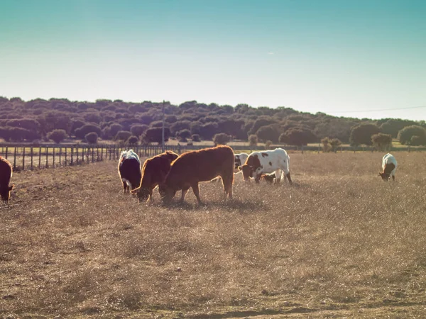 Vacas Que Pastam Campo — Fotografia de Stock