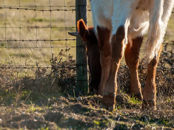 Kuh Weidet Auf Dem Land — Stockfoto
