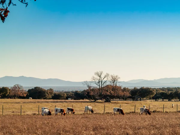 Koeien Grazen Platteland — Stockfoto