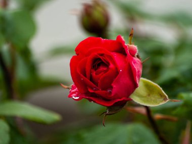 Bahçedeki güzel kırmızı gül 