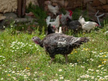 Salamanca bir çiftlikte tavuk, İspanya
