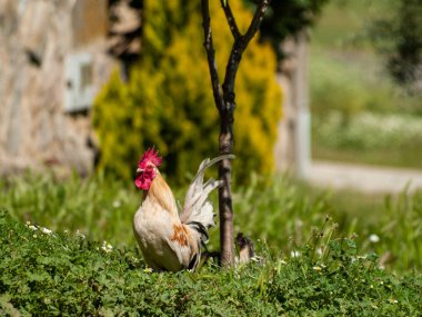 horoz kırsal çim otlatma 