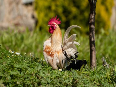 horoz kırsal çim otlatma 
