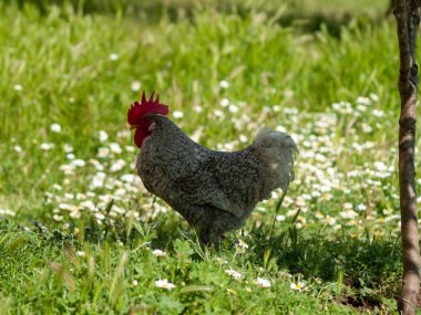 Salamanca, Ispanya çiftlikte horoz