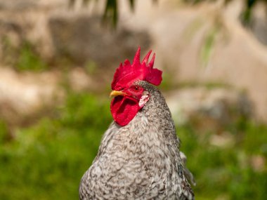 Salamanca, Ispanya çiftlikte horoz