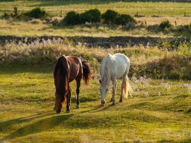 Cabeza de Diego Gomez, Salamanca, İspanya'da otlayan atlar