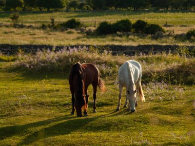 Cabeza de Diego Gomez, Salamanca, İspanya'da otlayan atlar
