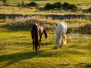 Cabeza de Diego Gomez, Salamanca, İspanya'da otlayan atlar