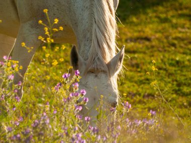 Cabeza de Diego Gomez, Salamanca, İspanya'da otlatma at