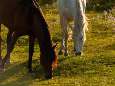 Cabeza de Diego Gomez, Salamanca, İspanya'da otlayan atlar